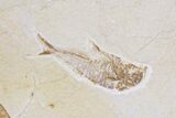 Lot: Green River Fossil Fish - Pieces #84131-2